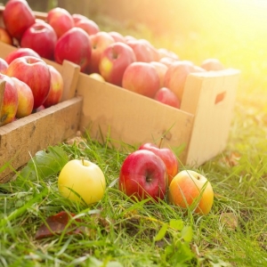 Hur man håller äpplen för vintern fräsch
