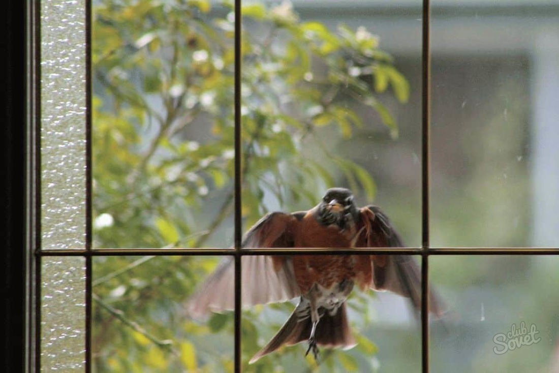 O que é as batidas de pássaros na janela?