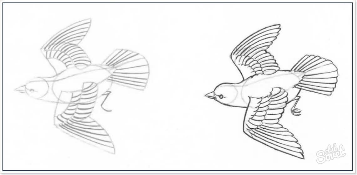 Come disegnare un uccello