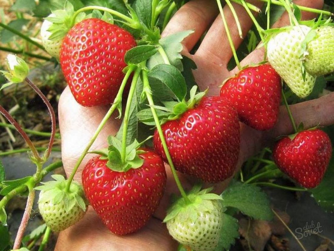 Borinsyra för jordgubbar - ansökan