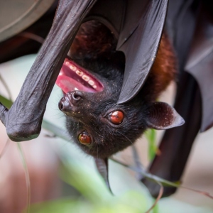 What do bats eat?