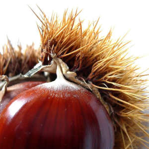 Stock Foto How to grow chestnut of walnut