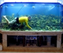Comment nettoyer l'aquarium