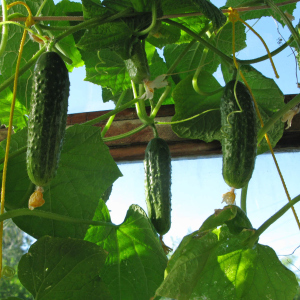 How to plant cucumbers on the balcony