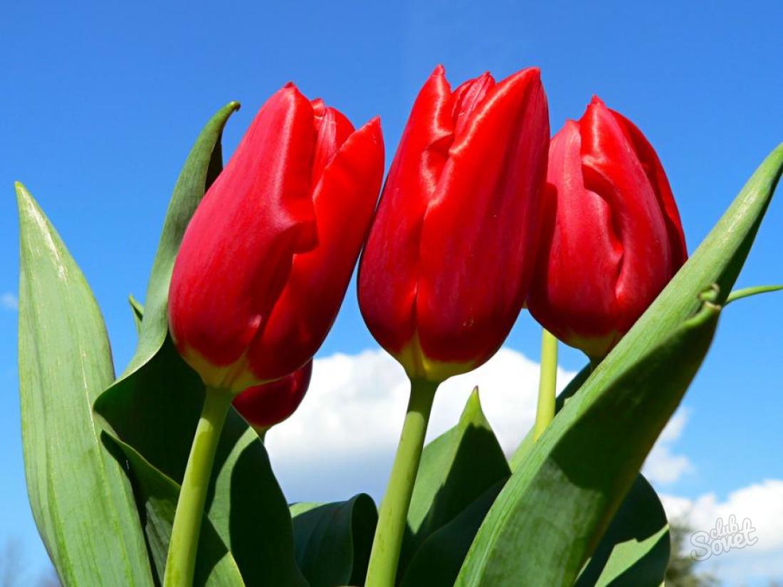 How to care for tulips