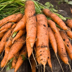 Foto So speichern Sie Karotten im Keller im Winter