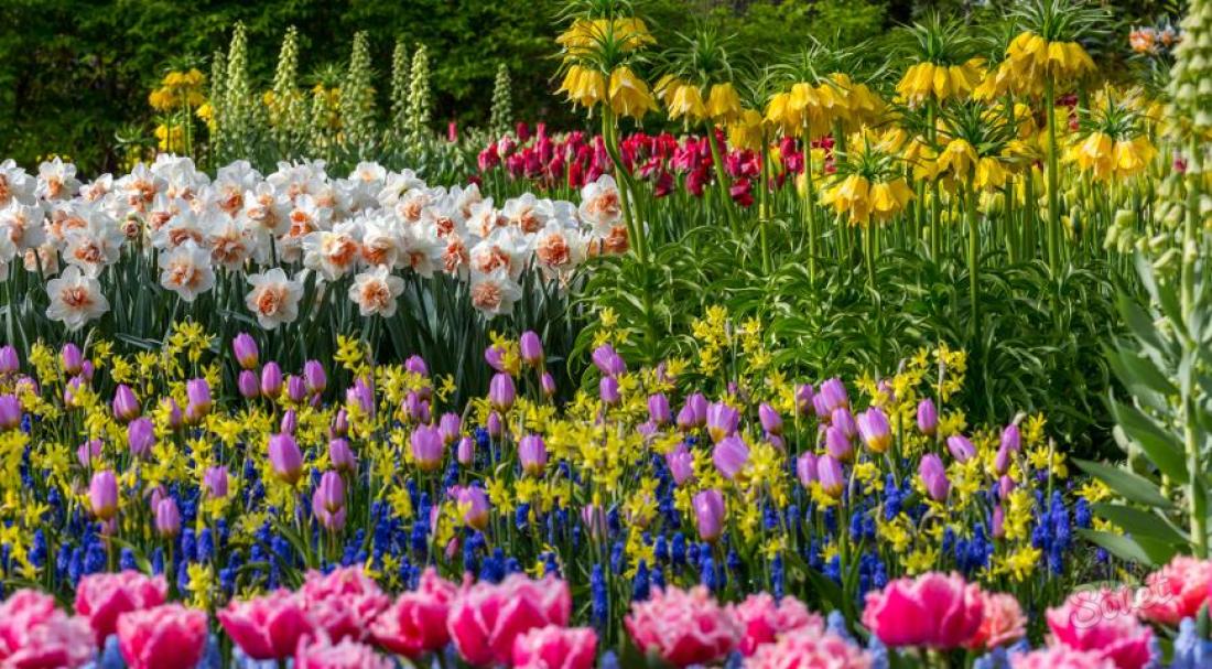 How to plant tulips in autumn in open ground