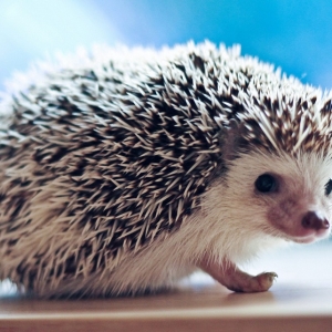 Photo What dream of a woman's hedgehog?