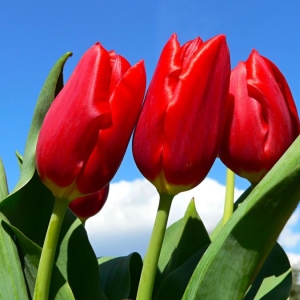 Foto, wie man sich um Tulpen kümmert