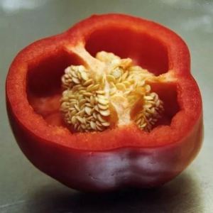 Como germinar as sementes de pimenta