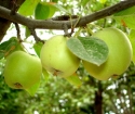 როგორ დავჭრათ ძველი ვაშლის ხე