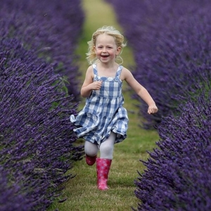 Cara menanam lavender dari biji
