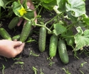 Самополирани краставици за отворена почва