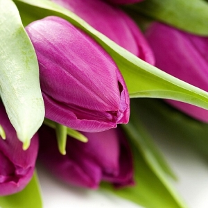 Foto Como plantar tulipas na primavera