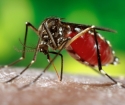 Jak se vyhnout Mosquito Bites
