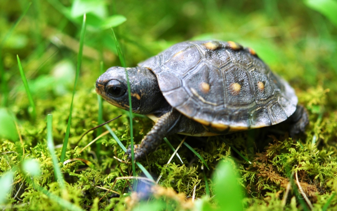 Bir kaplumbağa için nasıl bakım yapılır