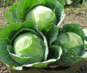 How to collect crop cabbage