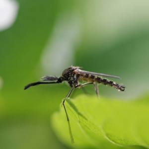 Fotó Hogyan lehet megszabadulni a szúnyogoktól