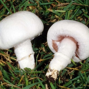 چگونه می توان قارچ ها را در خانه رشد داد