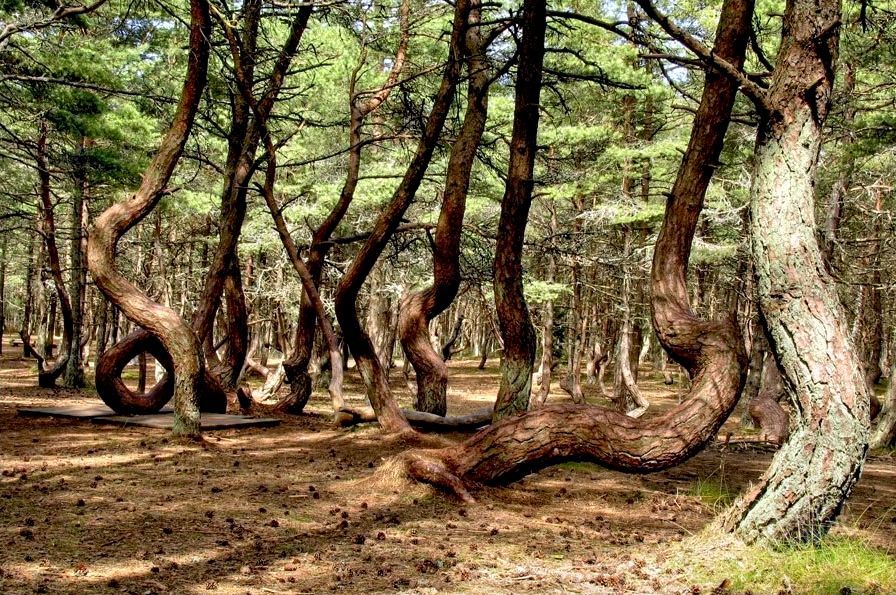 Δάσος-σε-Καλίνινγκραντ