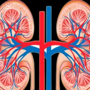 How to prepare for ultrasound kidneys