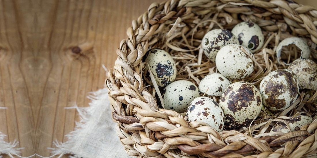 Křepelčí vejce - přínos a poškození, jak vzít