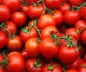 Jak pěstovat dobrý výnos rajčat