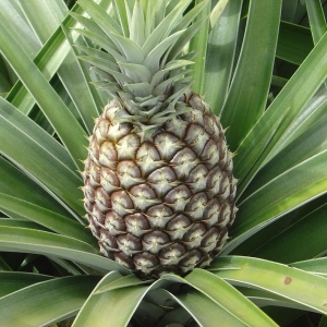 Fotó Hogyan növekszik ananász