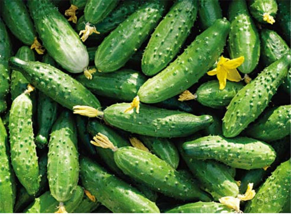 How to pinch cucumbers