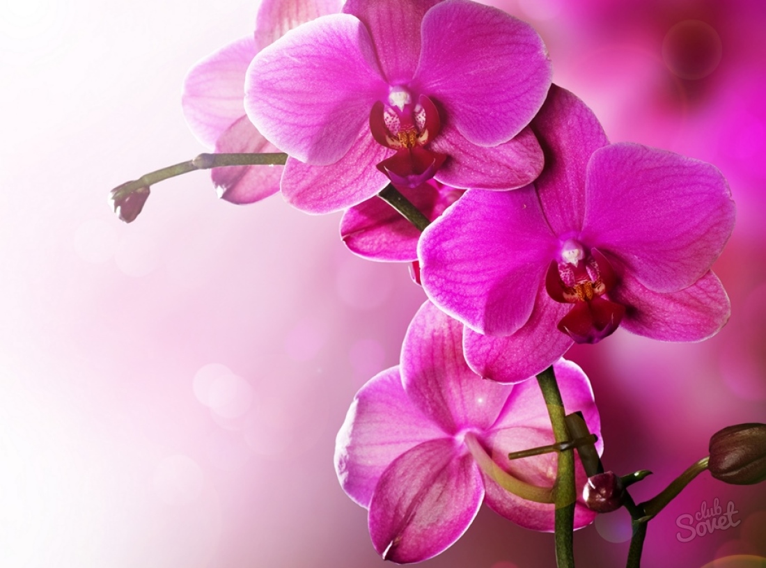 Wie kümmere ich mich um Orchideen?