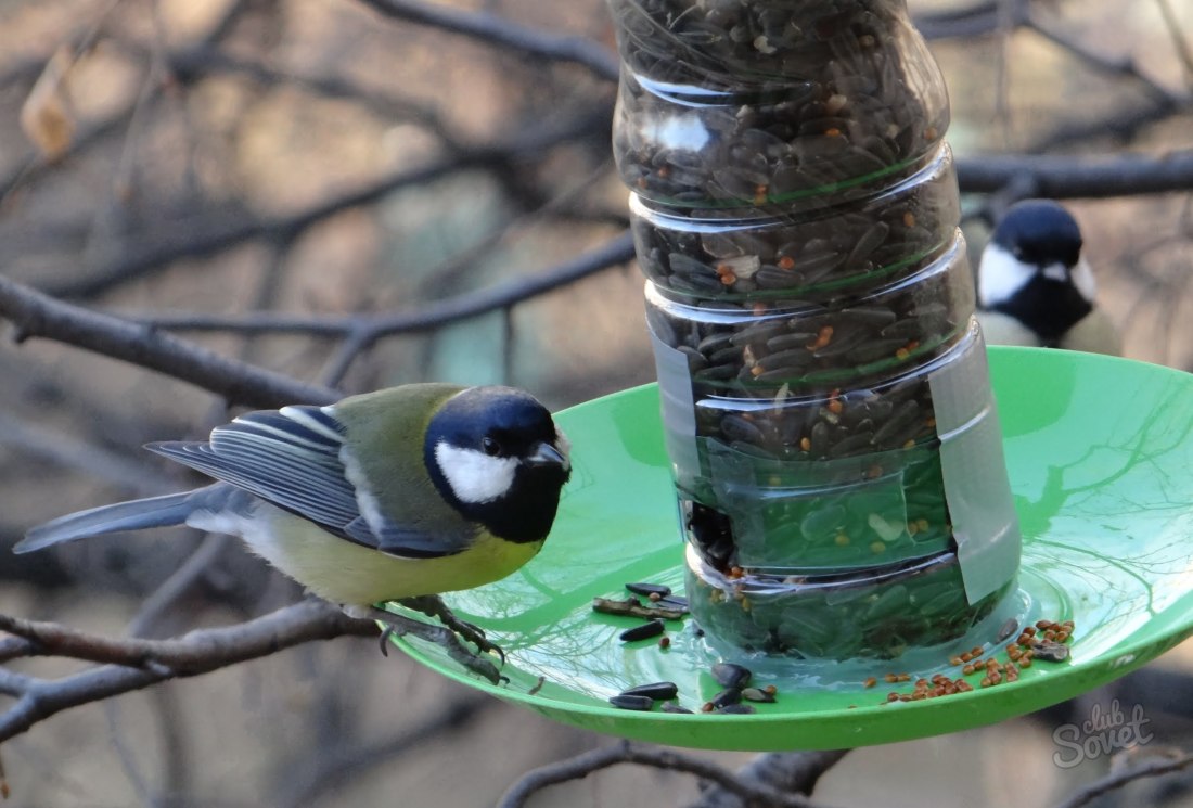 Kako napraviti hranitelj za ptice vlastitim rukama