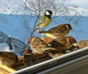 Как да помогнем на птиците през зимата