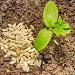 Photo Comment mettre les concombres dans les graines de sol ouvertes