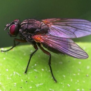 Zdjęcie Jak pozbyć się much