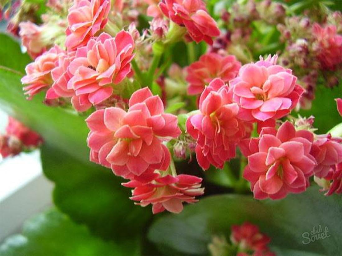 How to crop calanchoe