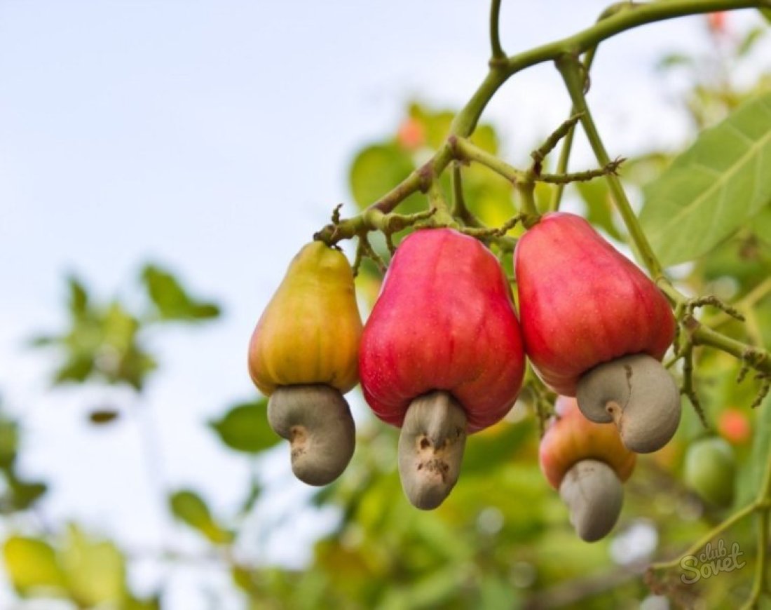 How the cashew is growing