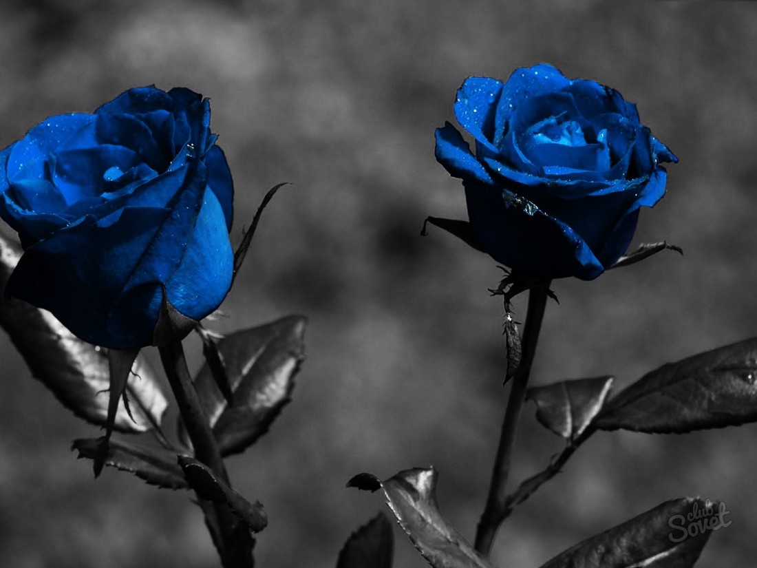 Как покрасить розы в синий цвет