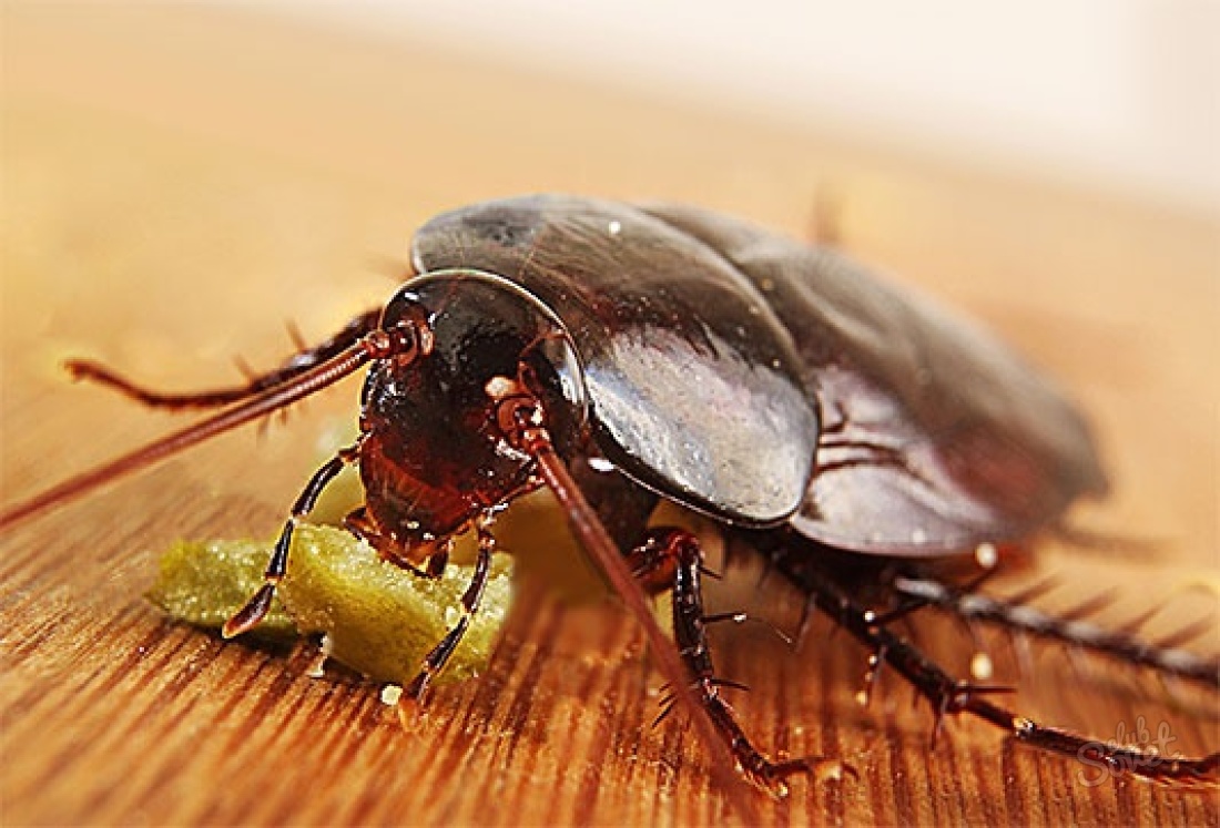 Kwas borowy z karaluchów