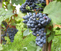 Как ухаживать за виноградом