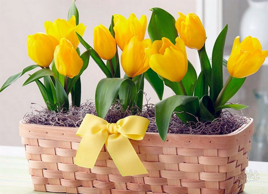 Hogyan növekszik a tulipánok március 8-ig