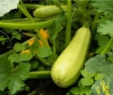 როგორ იზრდება zucchini