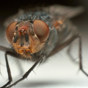 Как да се отървем от плодови мушици