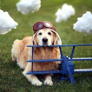 Como transportar um cachorro no avião