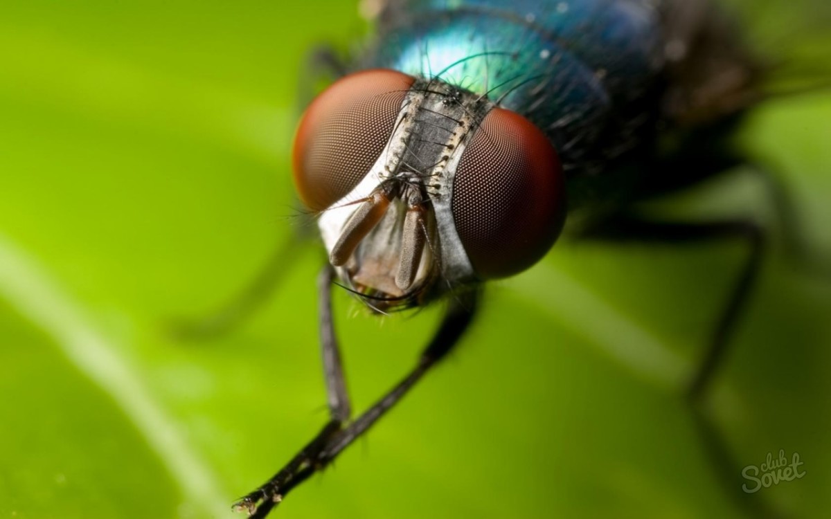 Como lidar com moscas