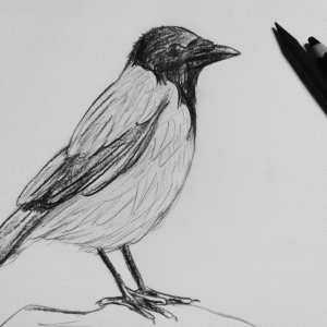 Como desenhar corvo