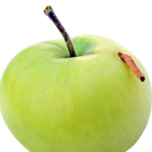 Apfelfrucht, wie man umgehen soll