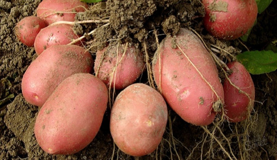 How to plant potatoes