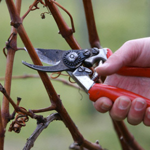 Foto Como cortar uvas