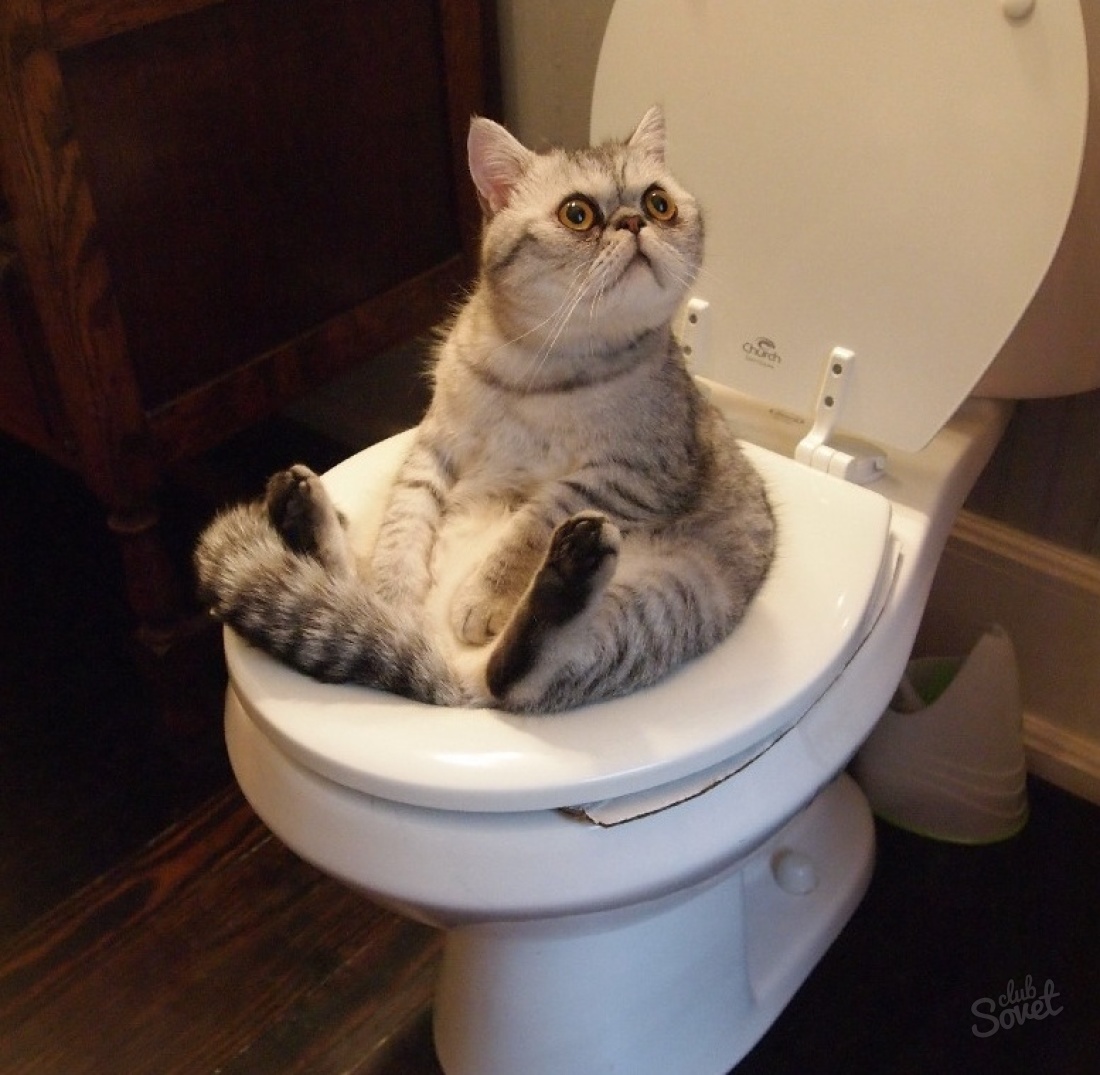 Как да научим котка до тоалетната