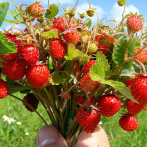 How to sow strawberries